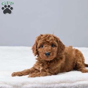 Cierra, Miniature Poodle Puppy